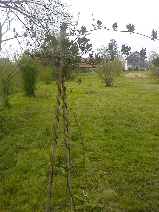 Kozjokrvina